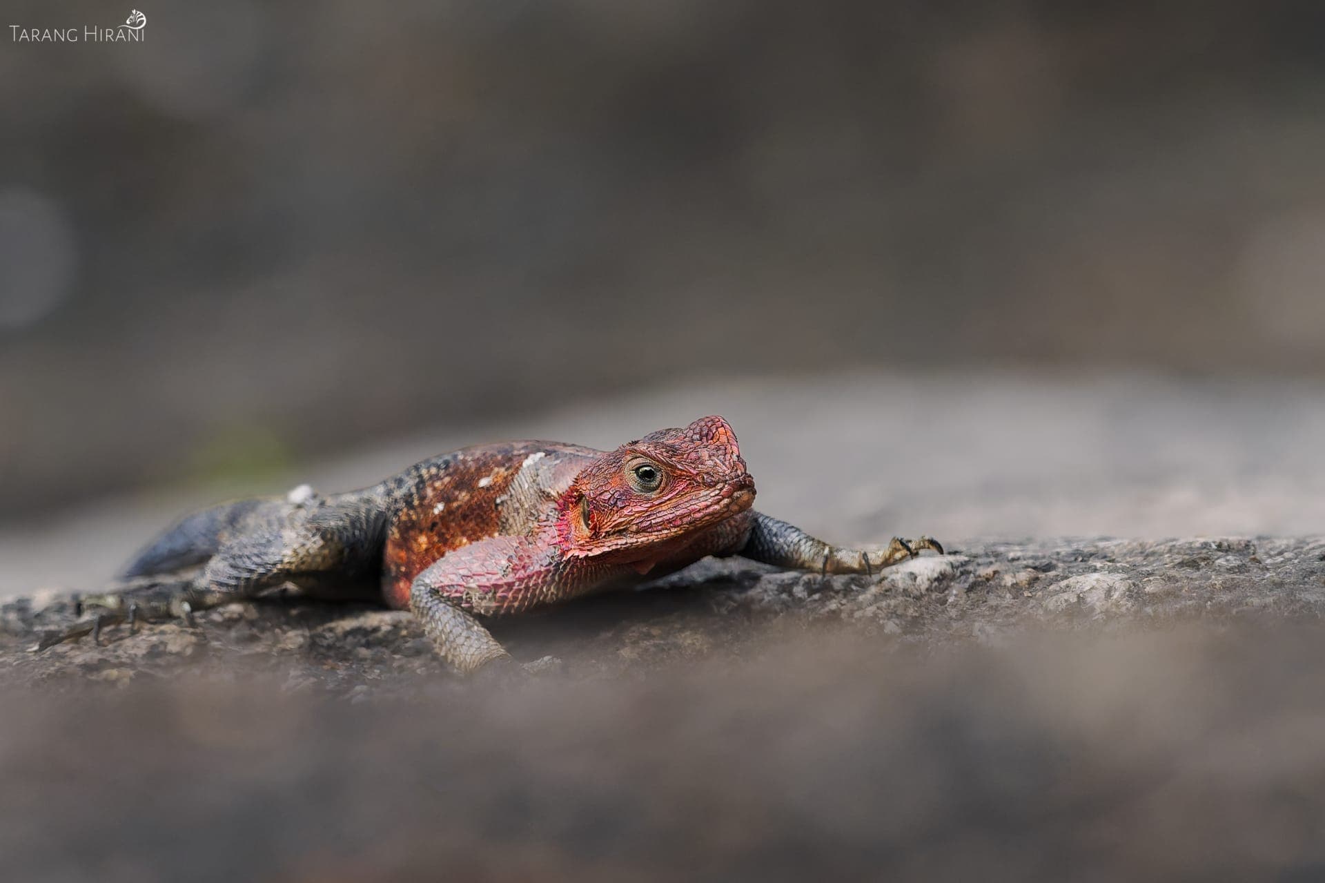 Wildlife photograph