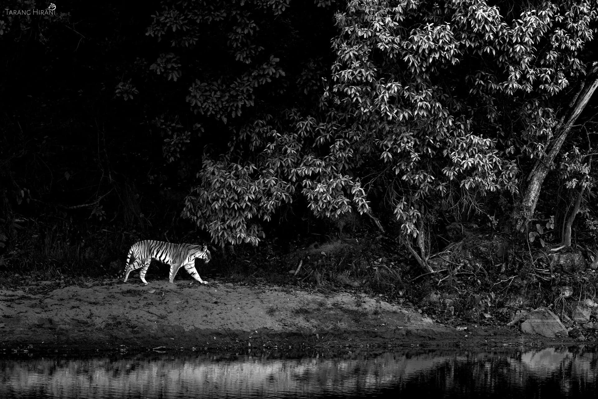 Wildlife photograph