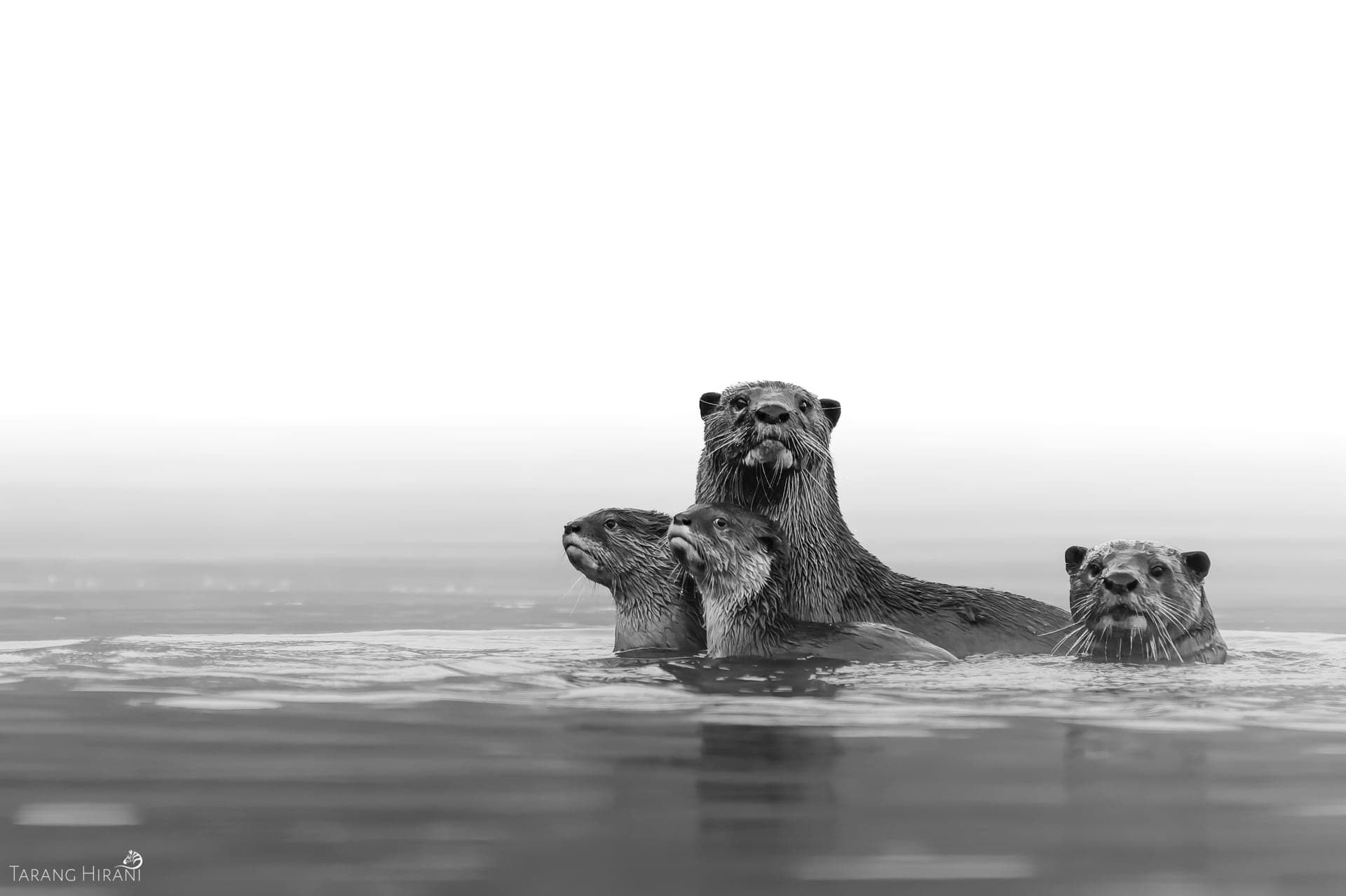 Wildlife photograph