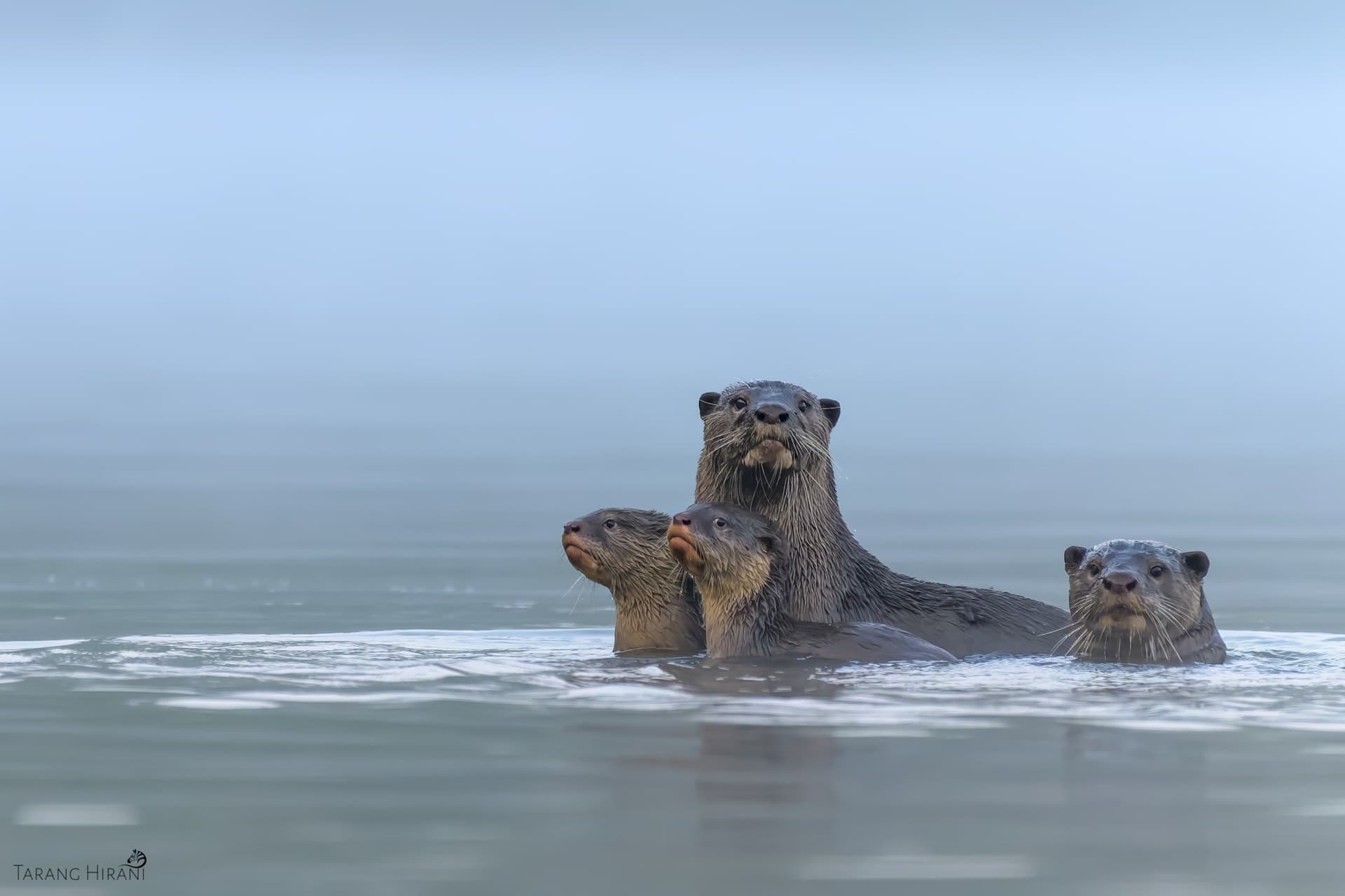 Wildlife photograph